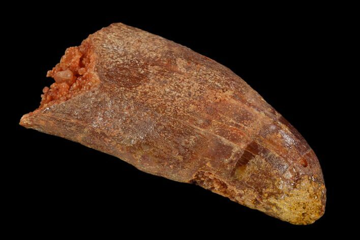 Rooted Cretaceous Fossil Crocodile Tooth - Morocco #122520